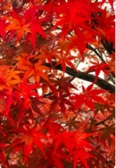 【柳岸·红】弟弟是英雄（小说）