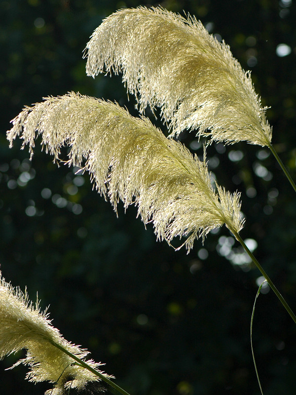 【流年·真色彩】芒花茫（征文·散文）