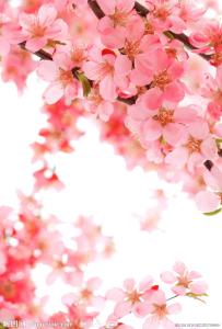 【八一】桃花巷（散文）