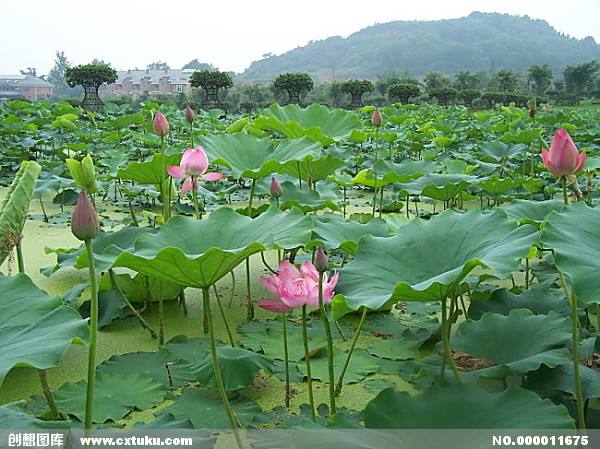 荷花赋