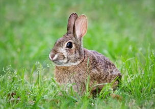【八一】纪念一只小兔（散文）