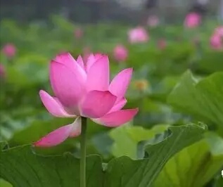 【柳岸•旅】赏荷说莲（散文）