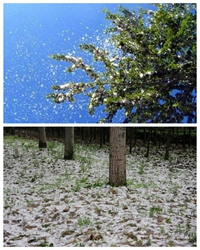 悠悠杨花情
