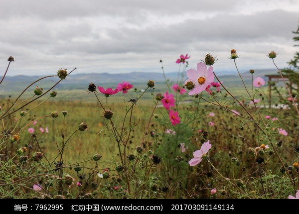 【家园】草原上的格桑花（情感小说）