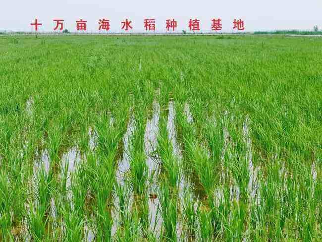 【八一】海水稻，潍坊北部稻花飘香（散文）
