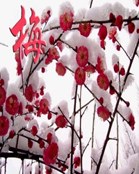 等雨开花