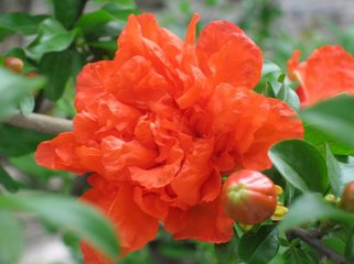 石榴花（随笔）