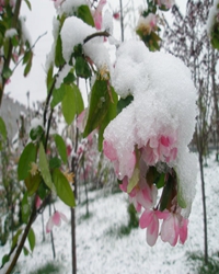 【短文】春雪