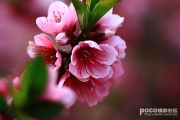 【萌芽春天】春姐姐来到了果园中（儿童诗）
