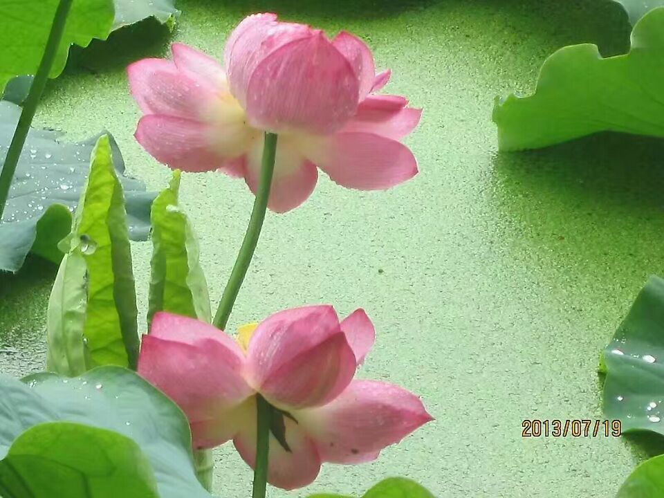 【清韵】荷韵（组诗）
