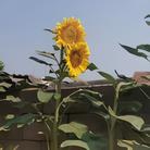 【柳岸】被时代折叠的青春（散文）