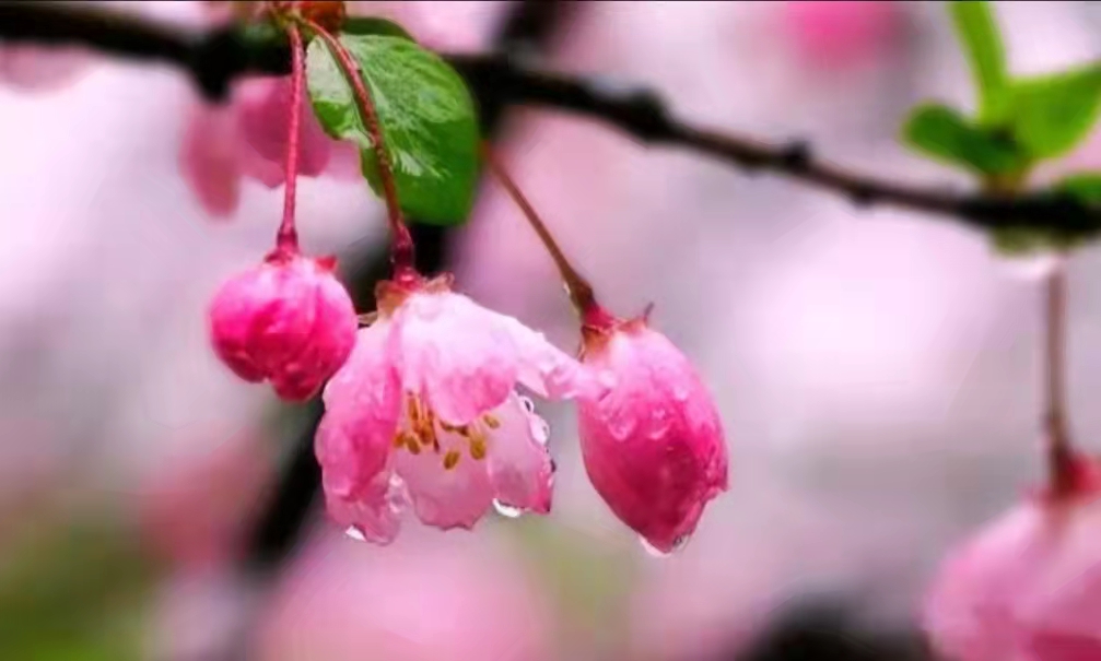 【东篱】走进春雨里（散文）