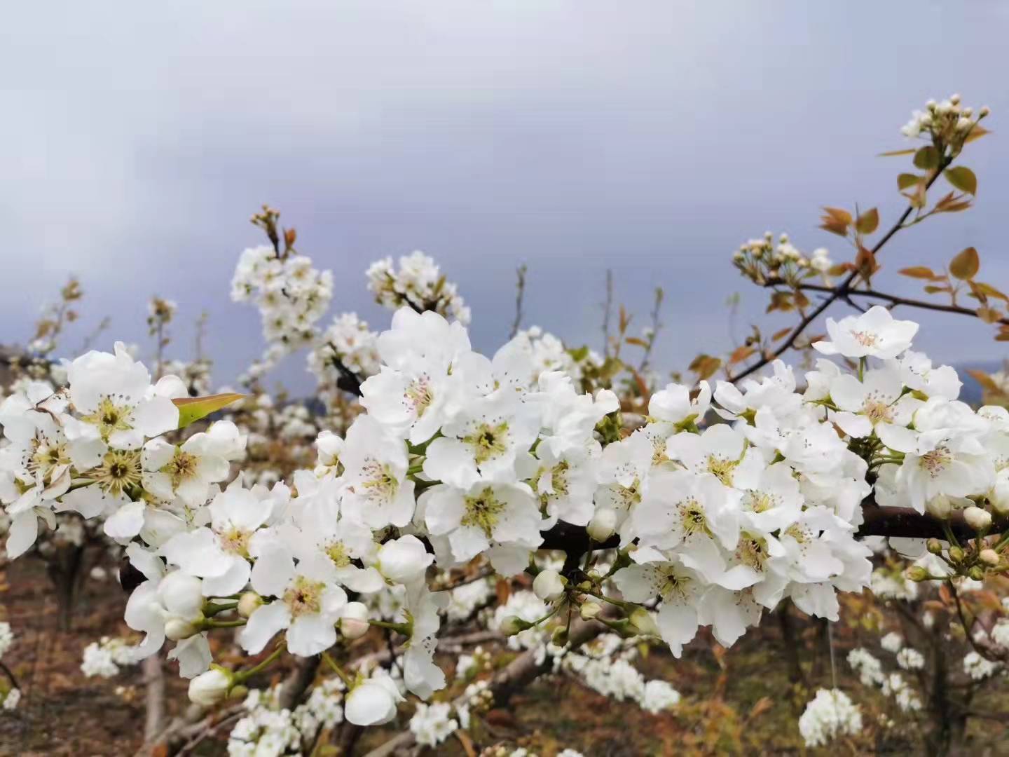 【流年·痕】梨花白，桃花红（征文·散文）