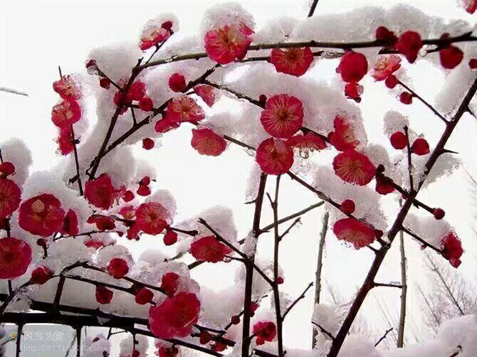 【清韵】雪中的城北（组诗）