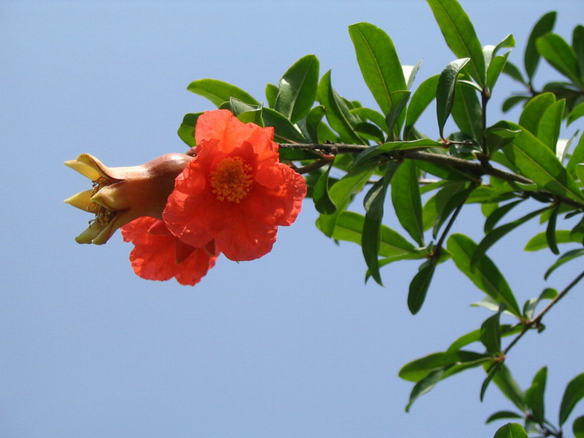 【丁香花语】黑价(微小说)
