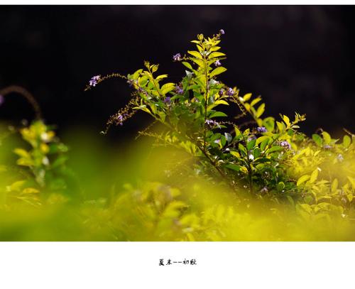 【八一】夏末（诗歌）