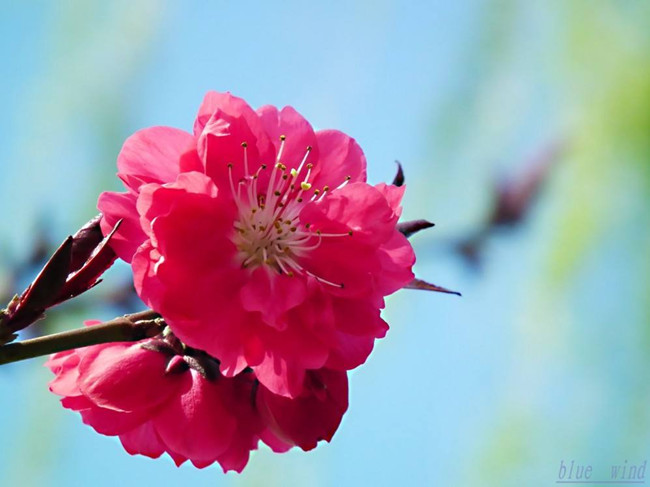 【八一】董樱花小传（小说）