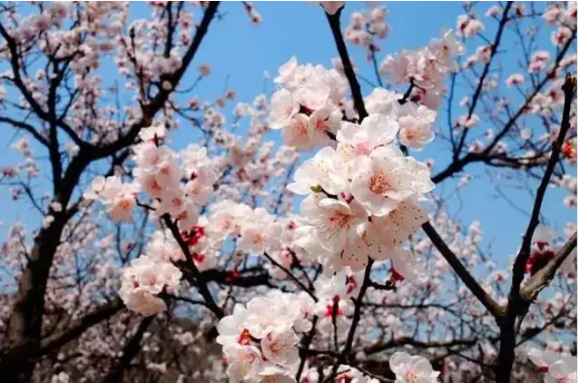 【菊韵】我居住在中国杏花之都（散文）