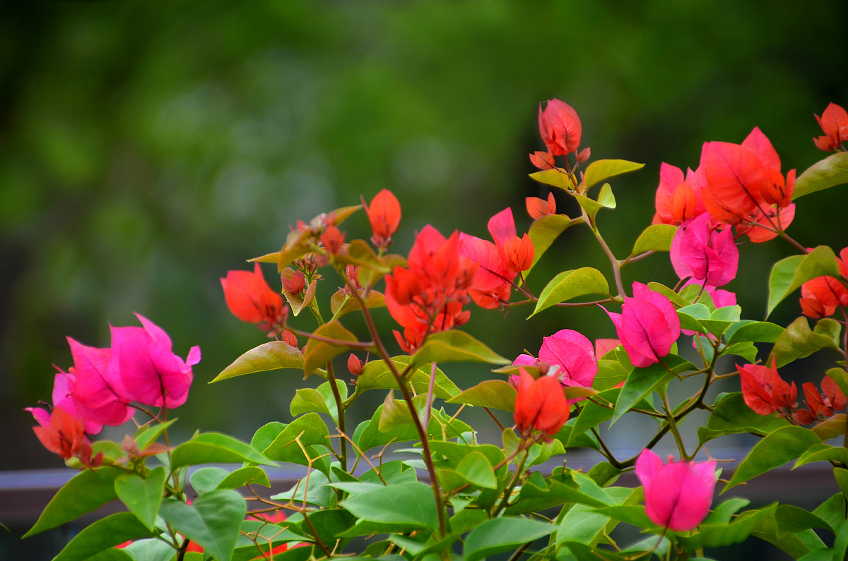 【宁静·思】风如约，花自开（散文）