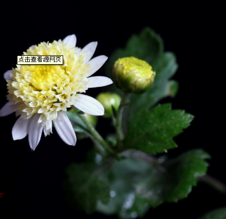 【萌芽】独爱小白菊（记叙文）