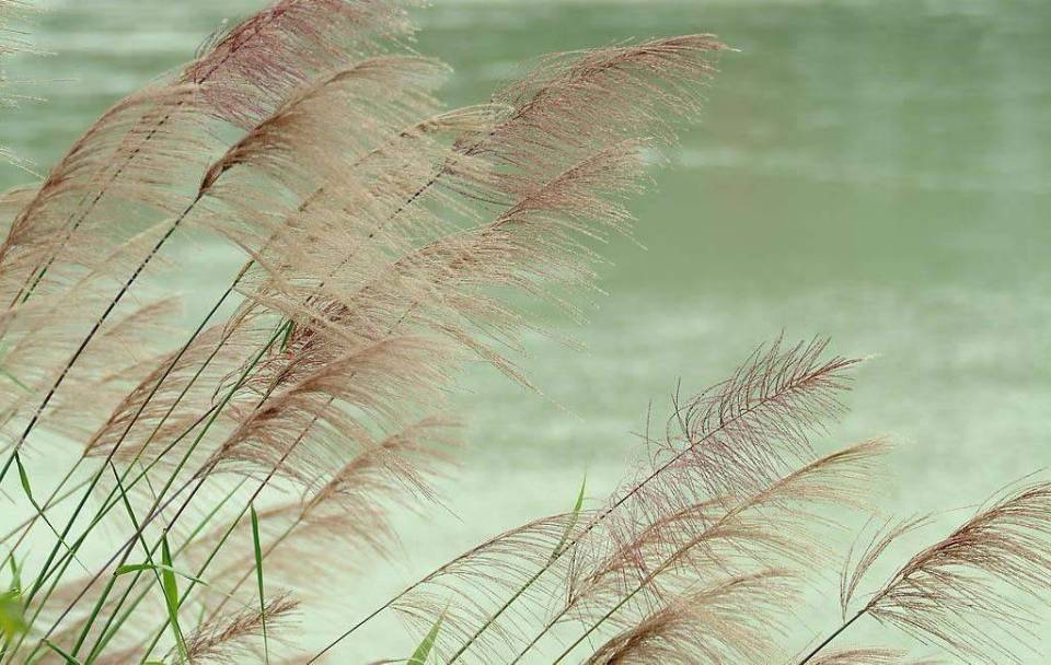 【八一】芦苇，富含思想的本草（散文）