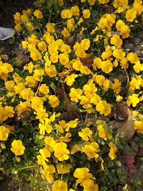 【菊韵】草楼四时有花开（散文）