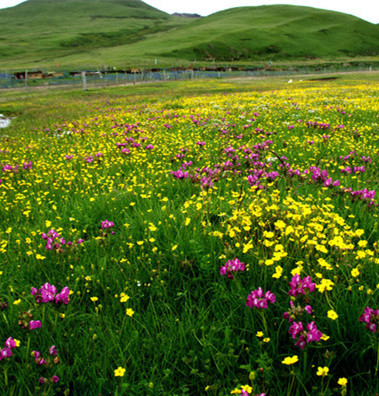 【时光】鲜花开遍浅夏的原野（散文）