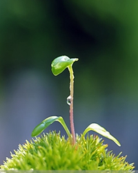 【短文】小草情怀