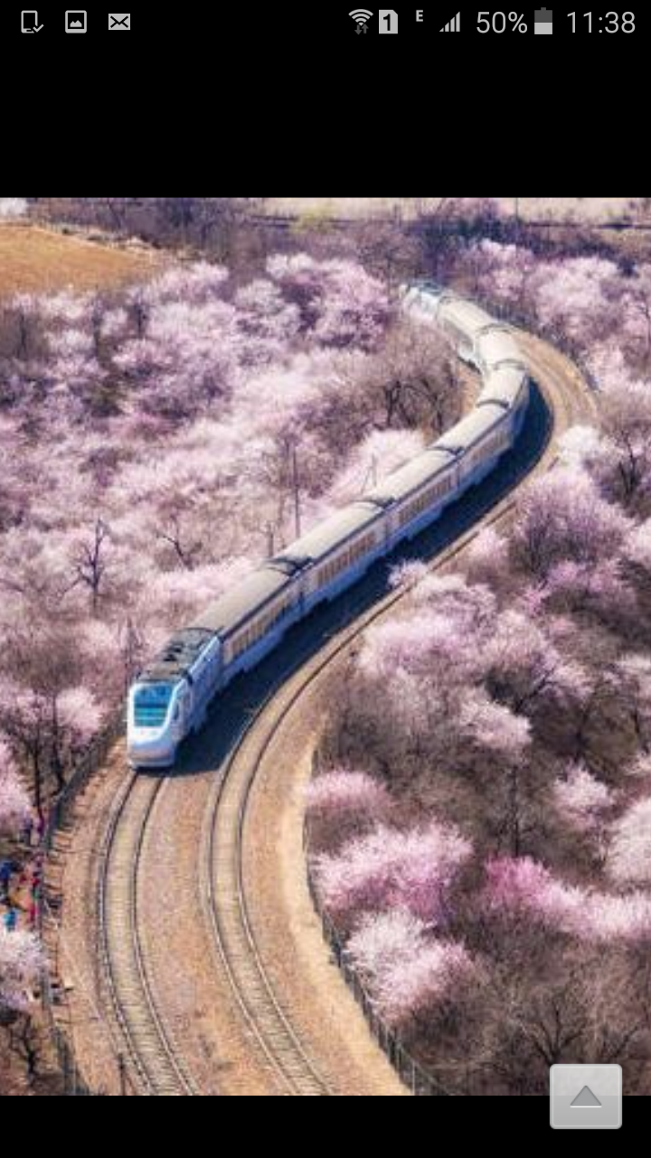 【八一】七绝·山茶花（古韵外八首·家园）