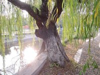 【荷塘“PK大奖赛”】杨柳树，站着的诗画（散文）