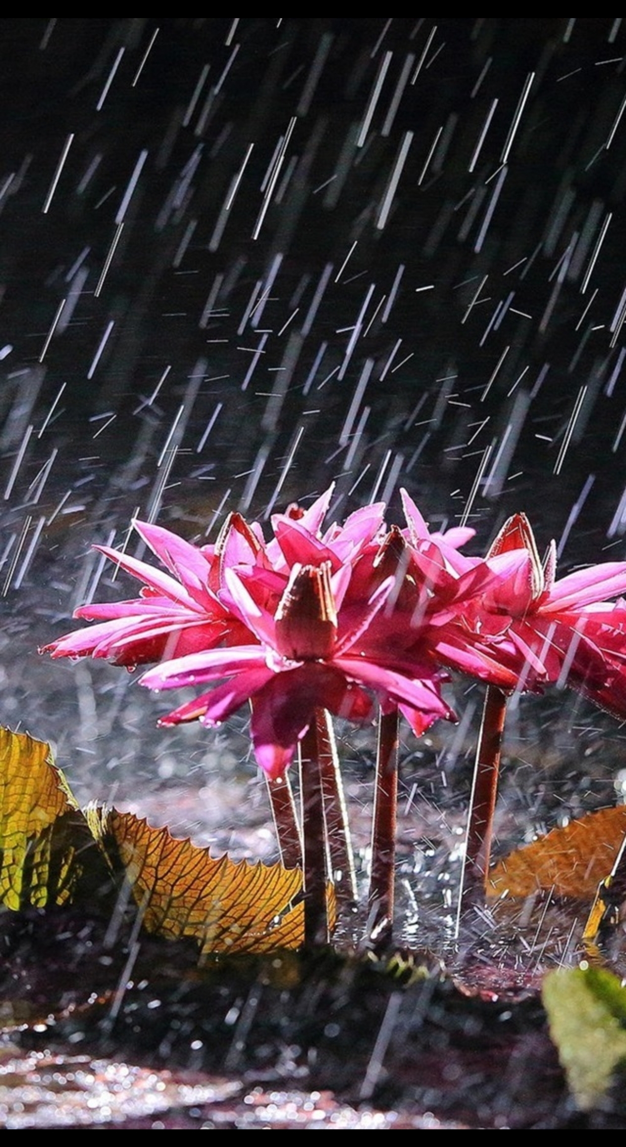 【晓荷·人世间】洪水掠过鲜花下（散文）