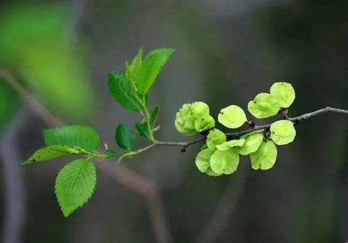 【八一】榆钱，原滋原味的爱（散文）