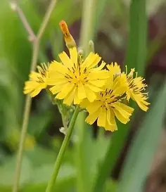 【齐鲁·情】苦菜花（散文）