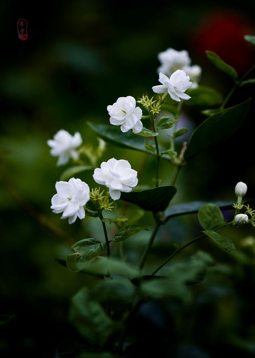 【八一】茉莉开花了（外四首）