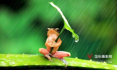 雨中的景象（散文）