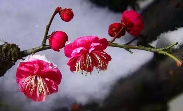 【八一】七律•闲吟（古韵七首）