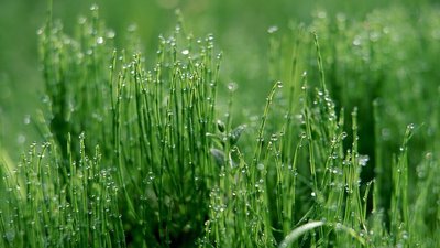 【荷塘】家乡的小草（散文）
