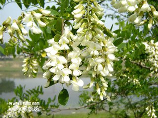 槐花绽放含母爱