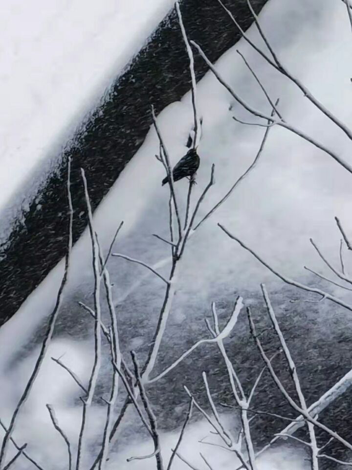 【丁香】渴望一场雪（散文）