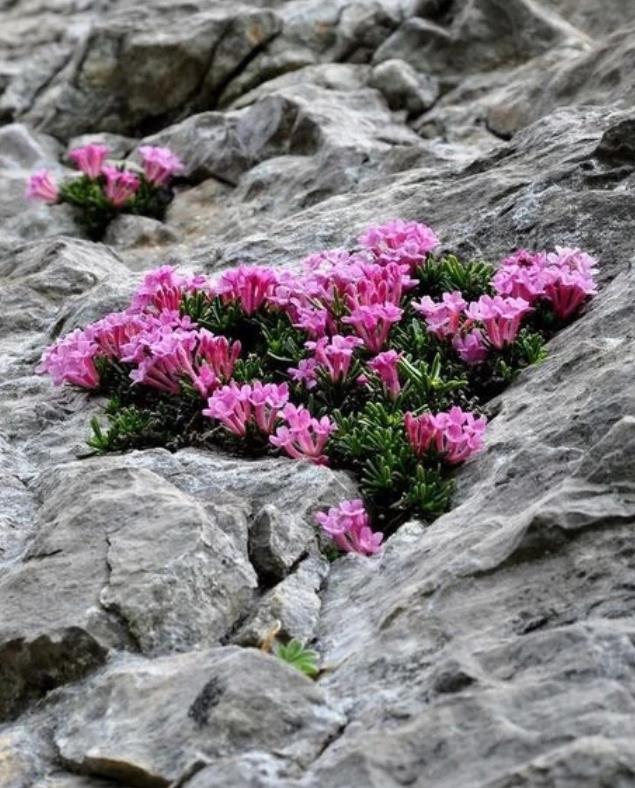 【江山·耕耘】【流年】石上花（散文）