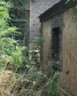 【柳岸】少年的磨难（散文）