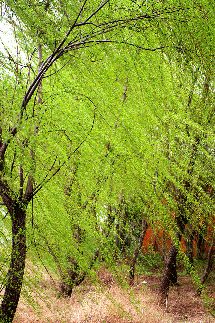 【凤凰·天】与病毒的几次遭遇（散文）