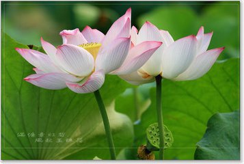 【荷塘“夏日风情”征文】荷（散文）