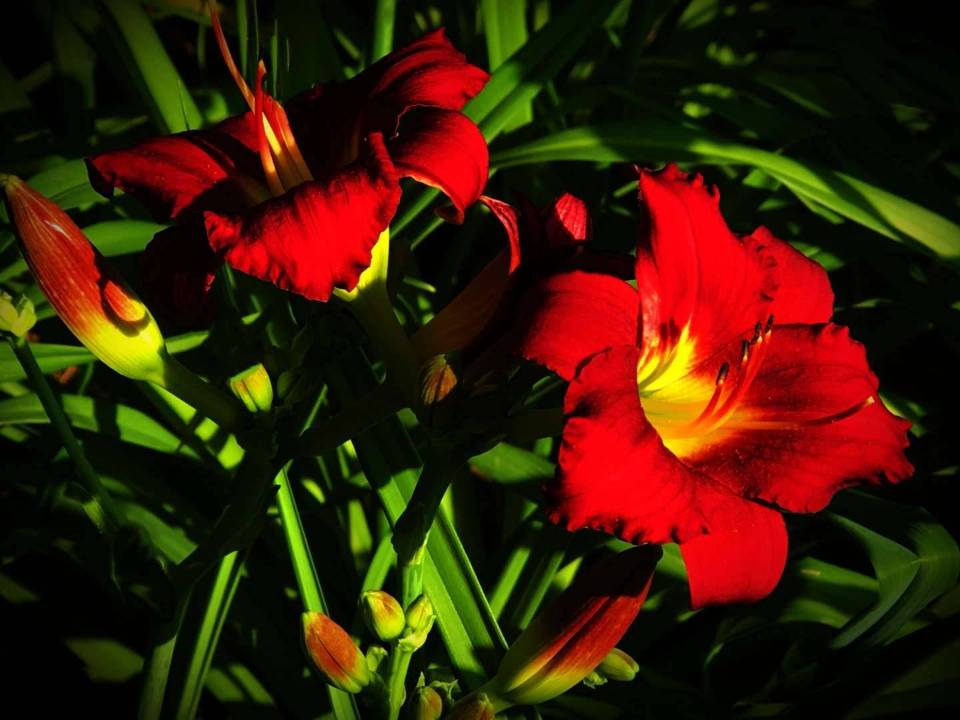 【八一】灿灿萱草花（散文）