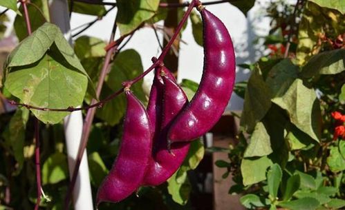 【八一】紫色豇豆上市来（散文）