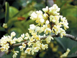 校园的桂花树（记叙文）