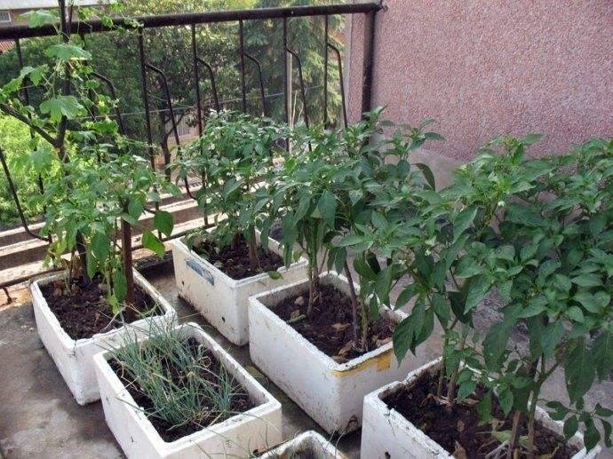 【八一】我的小菜园（散文）