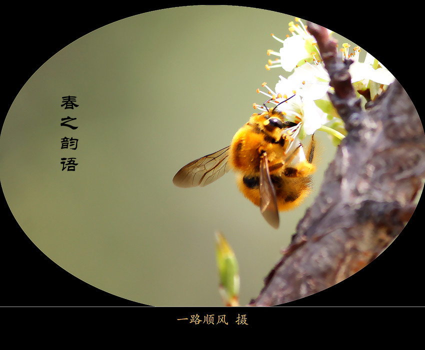 【星月】春之韵（组诗）