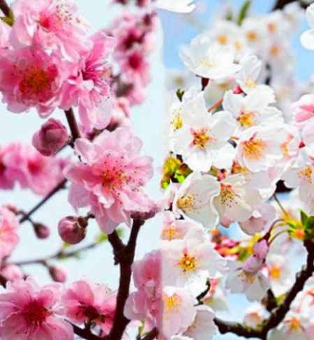 【天涯】赏桃花和梨花〔诗词〕