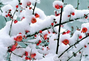 【八一 】高阳台·梅兰竹菊（古韵四阕·家园）